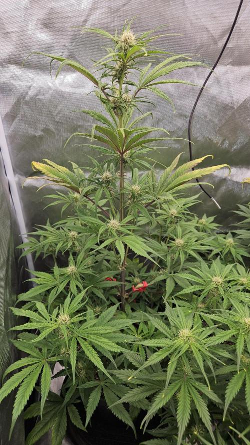 FastBuds Strawberry Gorilla RF3. Week 7
