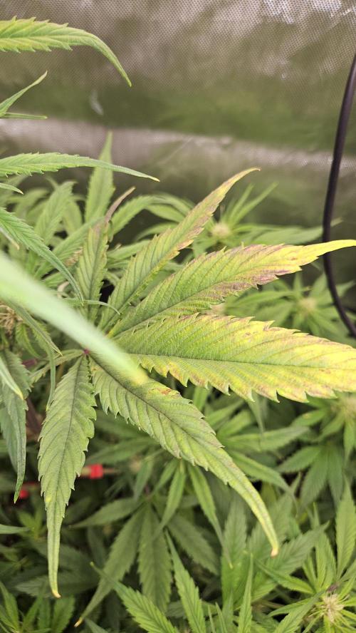 FastBuds Strawberry Gorilla RF3. Week 7