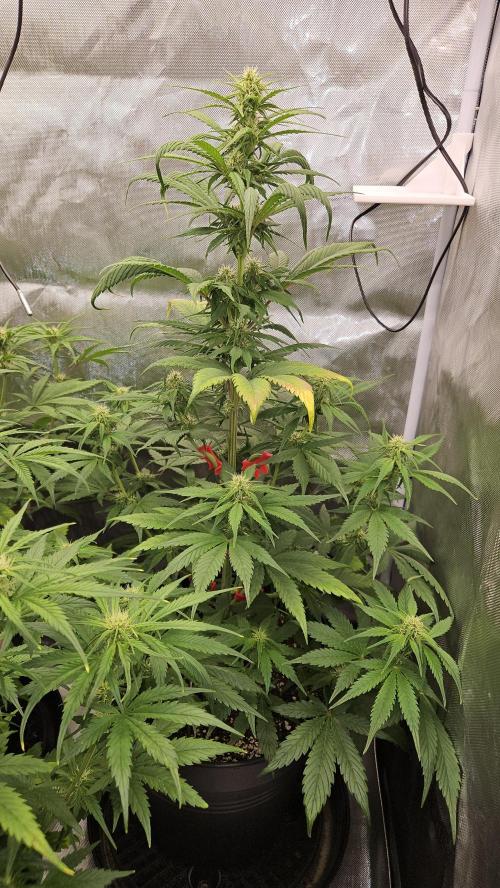 FastBuds Strawberry Gorilla RF3. Week 7