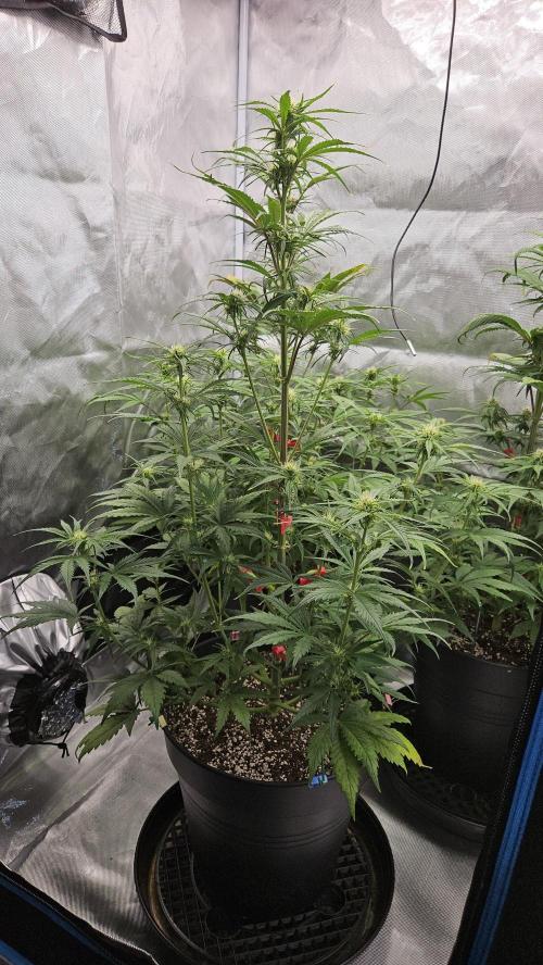 FastBuds Strawberry Gorilla RF3. Week 7
