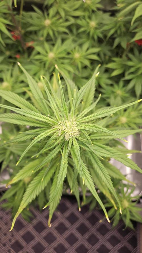 FastBuds Strawberry Gorilla RF3. Week 7