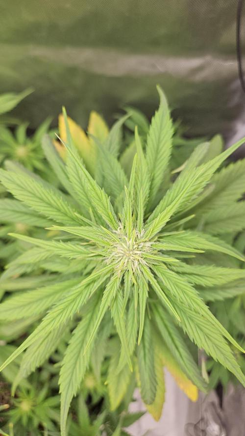 FastBuds Strawberry Gorilla RF3. Week 7
