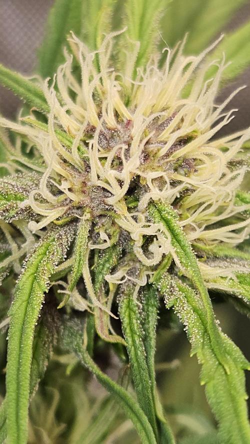 FastBuds Strawberry Gorilla RF3. Week 7