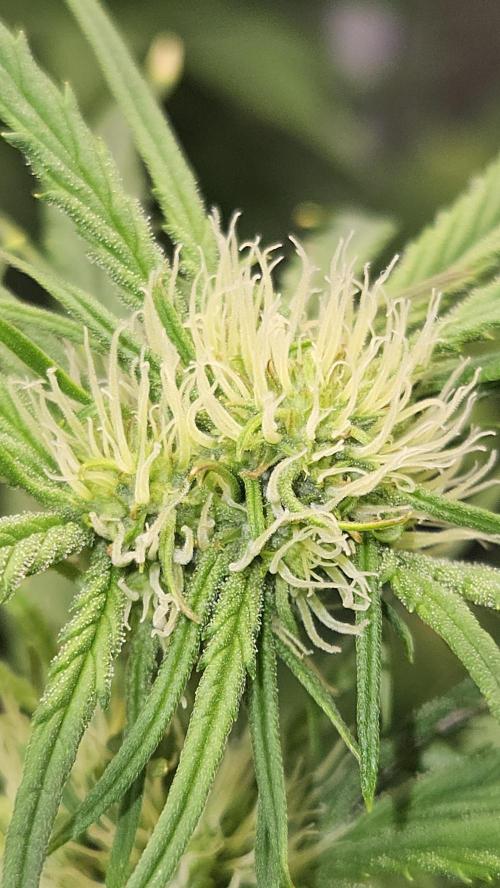 FastBuds Strawberry Gorilla RF3. Week 7