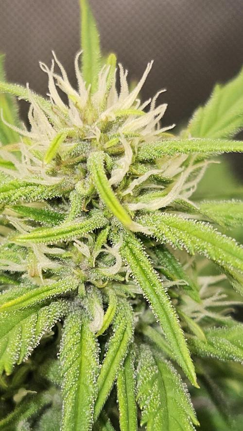 FastBuds Strawberry Gorilla RF3. Week 7