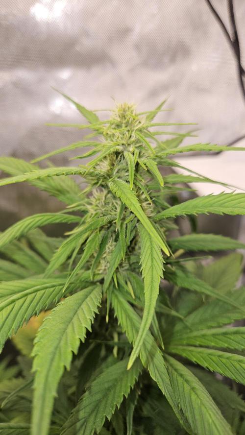 FastBuds Strawberry Gorilla RF3. Week 7
