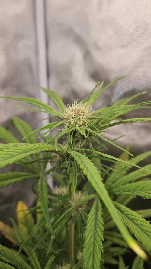 FastBuds Strawberry Gorilla RF3. Week 7