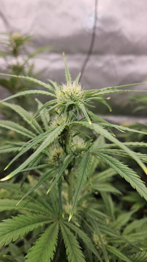 FastBuds Strawberry Gorilla RF3. Week 7