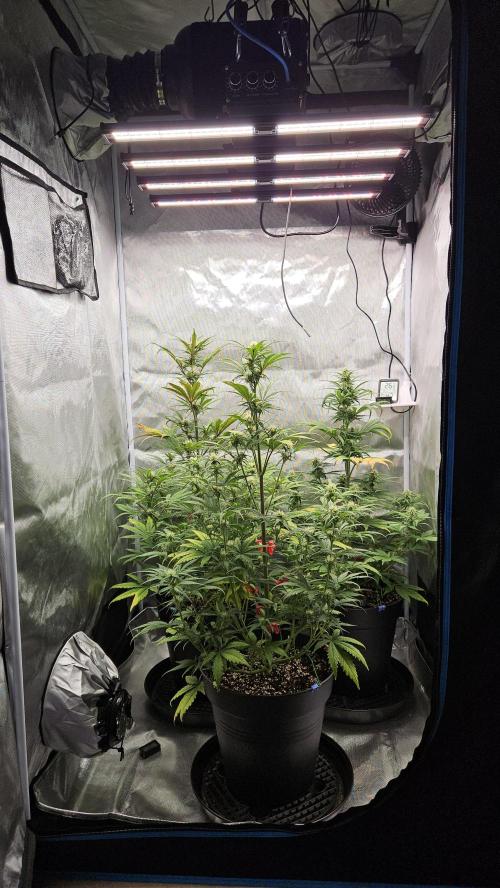 FastBuds Strawberry Gorilla RF3. Week 8 - Week 8! Strong & uniform canopy. 🌿🎪