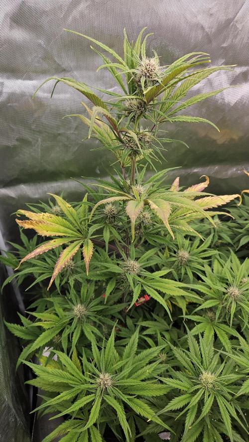 FastBuds Strawberry Gorilla RF3. Week 8 - Natural autumn fade is starting! 🍂✨