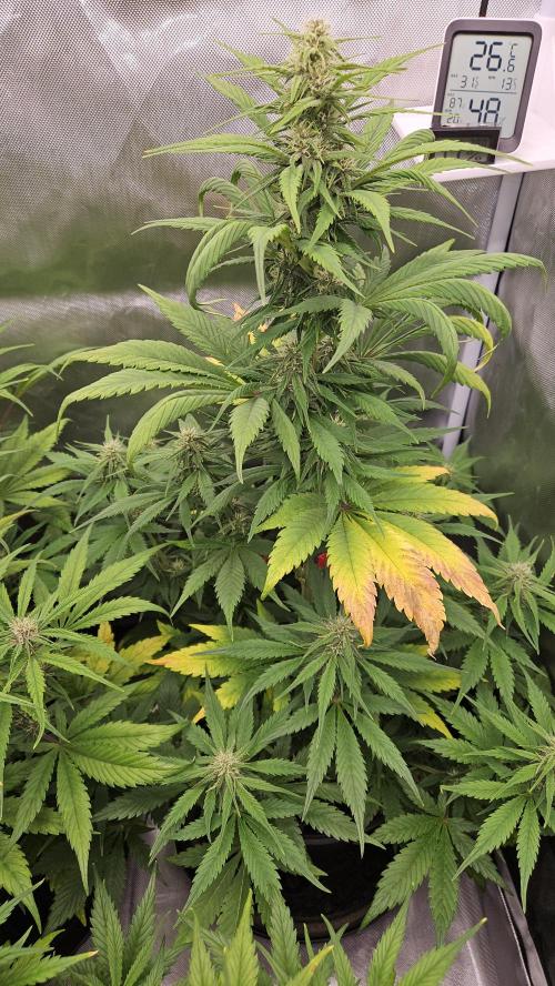 FastBuds Strawberry Gorilla RF3. Week 8 - Beautiful plant architecture. 📐🔮