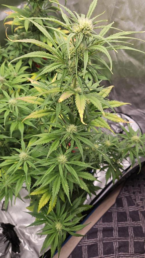 FastBuds Strawberry Gorilla RF3. Week 8 - Loving the light spectrum. ☀️