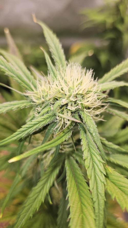 FastBuds Strawberry Gorilla RF3. Week 8 - Buds are stacking up nicely! 💎❄️