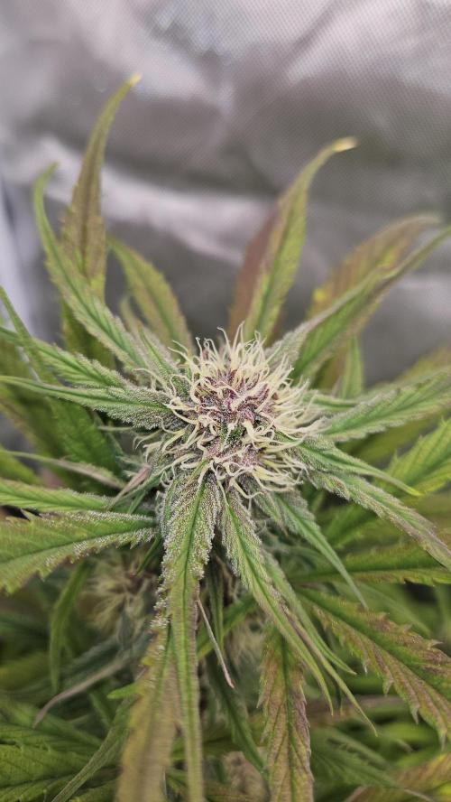 FastBuds Strawberry Gorilla RF3. Week 8 - Deep purple core emerging. 🔮🎨
