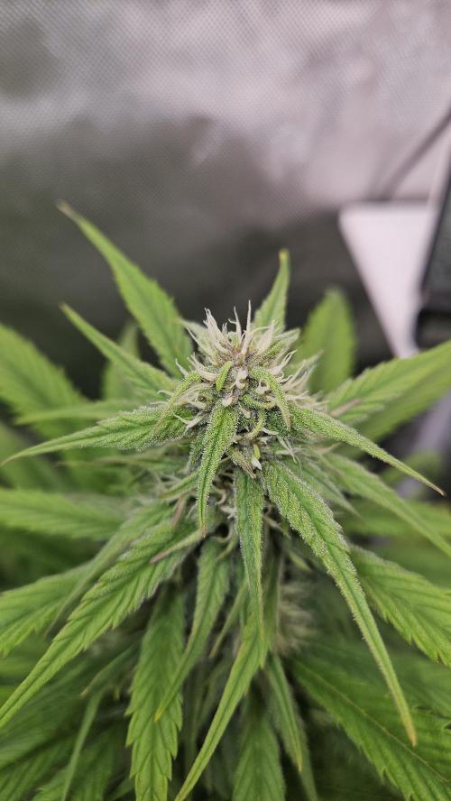 FastBuds Strawberry Gorilla RF3. Week 8 - The frost factory is alive! ❄️🚀