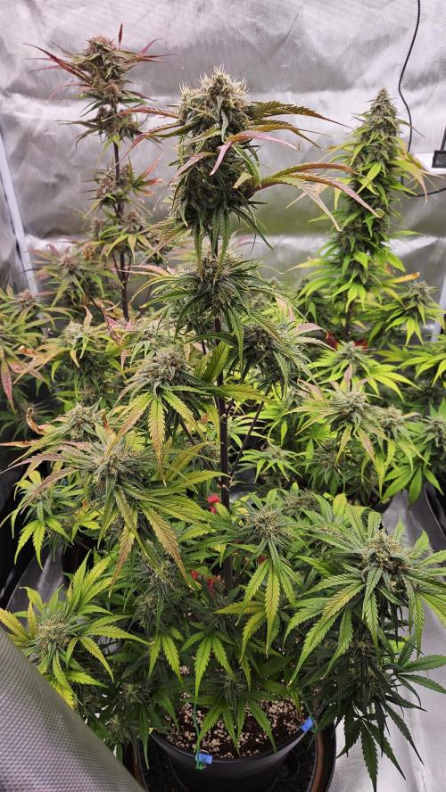 FastBuds Strawberry Gorilla RF3. Week 9 - Week 9! Canopy is heavy & the fade is peaking. 🌿🔥