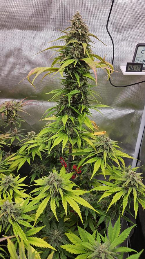 FastBuds Strawberry Gorilla RF3. Week 9 - Fighting the heat stress. Resin won't stop! ☀️💪