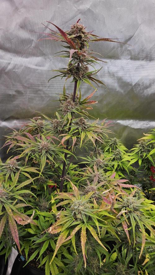 FastBuds Strawberry Gorilla RF3. Week 9 - Hot temps, but majestic colors breaking through! 🍂🔮