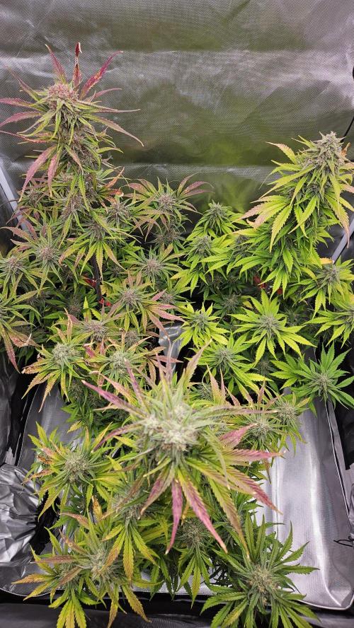 FastBuds Strawberry Gorilla RF3. Week 9 - Solid flower structure on every branch. 🏛️❄️