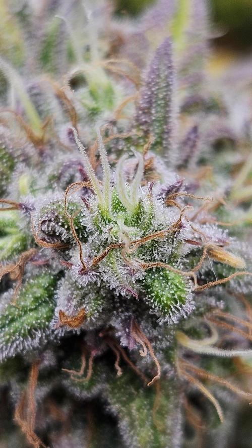 FastBuds Strawberry Gorilla RF3. Week 9 - High temps but the frost level is historic! ❄️✨