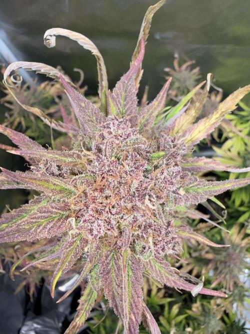 FastBuds Strawberry Gorilla RF3. Week 9 - Insane purple defense triggered by the heat! 🎨
