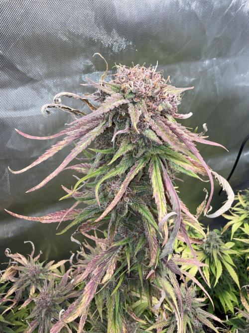 FastBuds Strawberry Gorilla RF3. Week 9 - Pure colorful madness. Extremely dark purples! 🤯💜