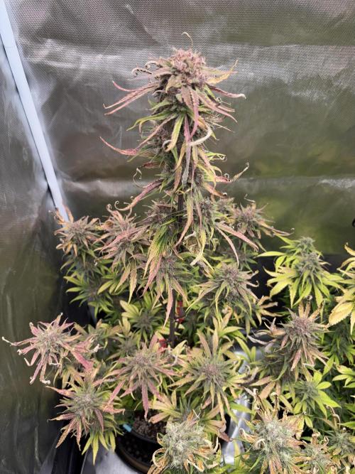 FastBuds Strawberry Gorilla RF3. Week 9 - Taco leaves from the heat, but bud is pure gold. 👑🍁