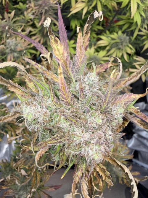 FastBuds Strawberry Gorilla RF3. Week 9 - Unstoppable genetic armor under pressure! 🛡️💎