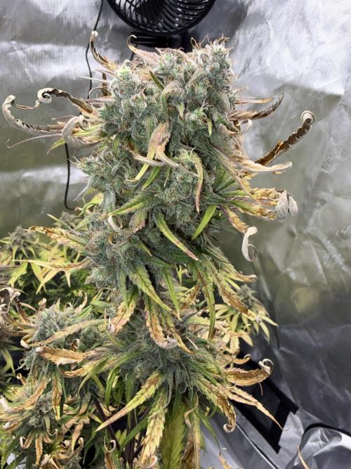 FastBuds Strawberry Gorilla RF3. Week 9 - Buds are swelling up. Crossing the finish line! 🏁🛡️
