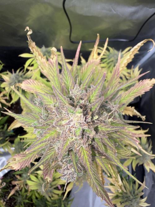 FastBuds Strawberry Gorilla RF3. Week 9 - Accidental art! Yellow to deep magenta. 🎨🍂