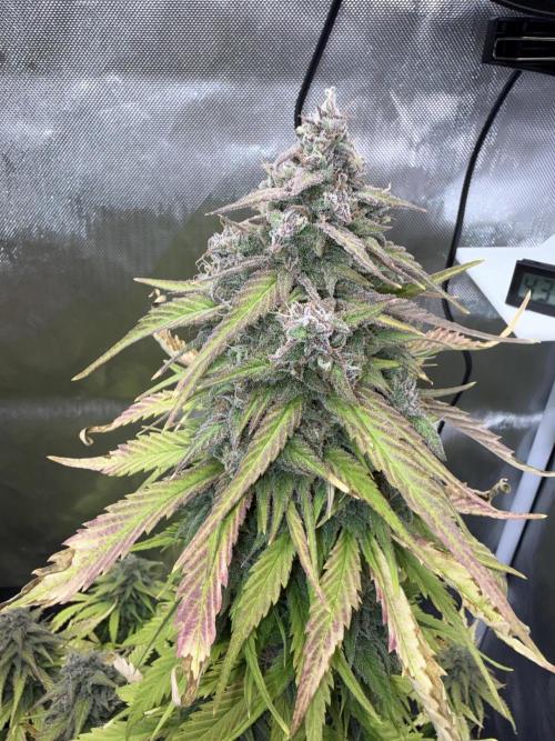 FastBuds Strawberry Gorilla RF3. Week 9 - Look at this thickness! Dark edges & loaded. 🔥🍇