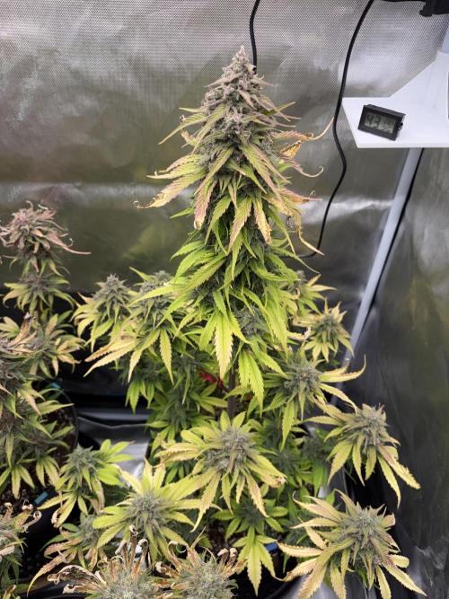 FastBuds Strawberry Gorilla RF3. Week 9 - Almost done! Week 9 was a hot, legendary battle. 🚀?
