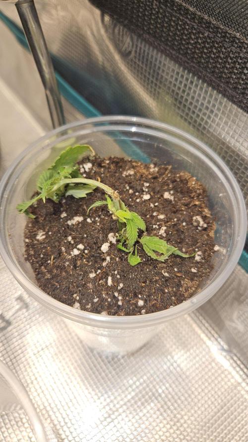 Lemon Fever: The Broken Clone Miracle. Week 1 - Saved the strongest bottom part. Fresh soil & dome on! 🛡️