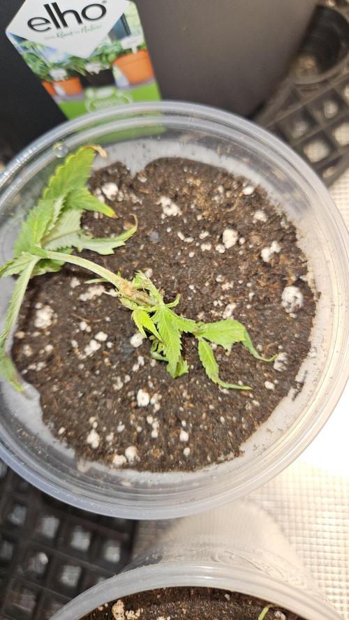 Lemon Fever: The Broken Clone Miracle. Week 1 - Waiting game. Slowly standing up under the cover! 📈👀