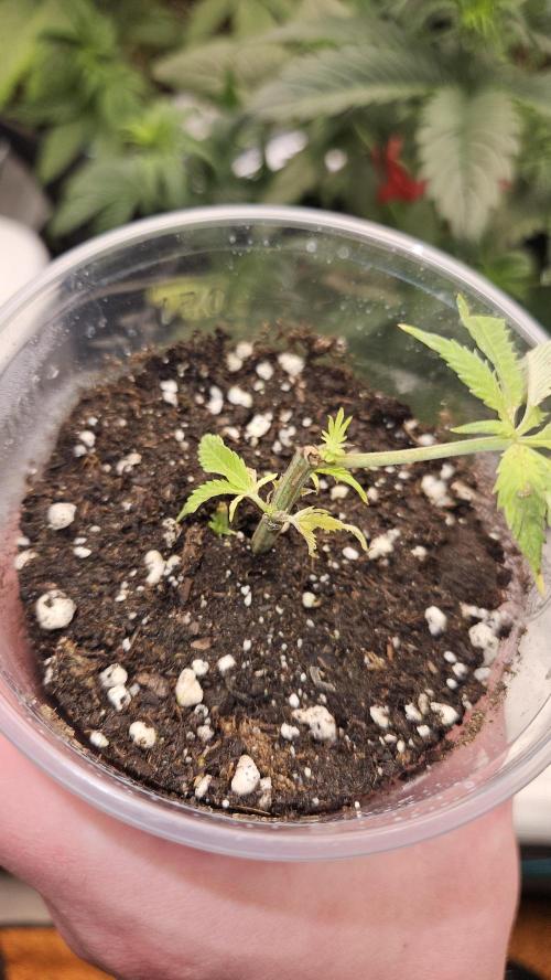 Lemon Fever: The Broken Clone Miracle. Week 1 - She is alive! The resurrection has officially begun. ?🌱