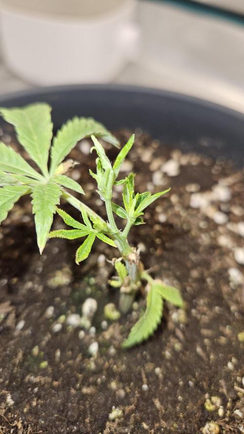Lemon Fever: The Broken Clone Miracle. Week 2 - Transplanted into a 5L pot! She loves the new home. 🏺🌱