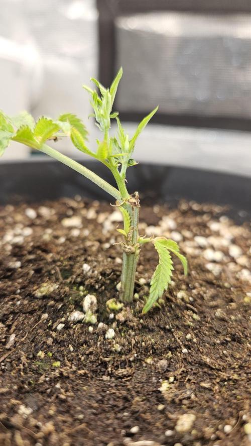 Lemon Fever: The Broken Clone Miracle. Week 2 - The main stem is getting thicker already. Solid foundation! 🏗️💪