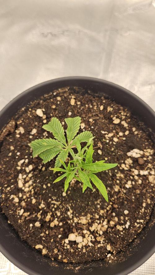 Lemon Fever: The Broken Clone Miracle. Week 2 - New node development. Looking vital and hungry for light! ☀️🔋