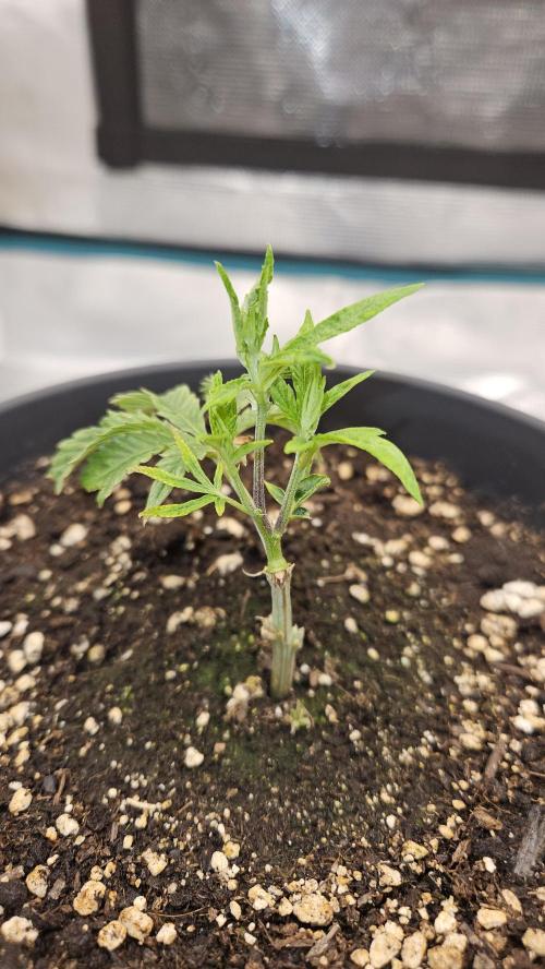 Lemon Fever: The Broken Clone Miracle. Week 2 - Look at that! 3 main shoots are exploding upwards. 🚀📈