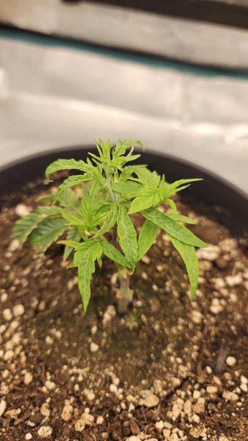 Lemon Fever: The Broken Clone Miracle. Week 2 - Recovering perfectly. Branching out and getting bushy! 🌿✨