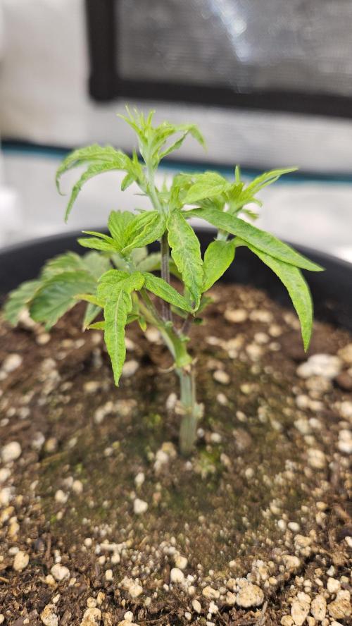 Lemon Fever: The Broken Clone Miracle. Week 2 - Pure vigor! This genetic armor is showing its real power. 🛡️💎