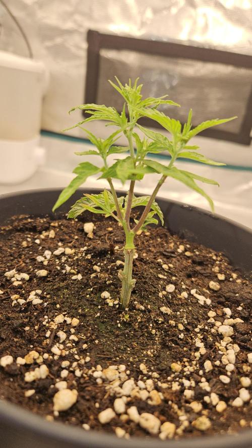 Lemon Fever: The Broken Clone Miracle. Week 2 - 3 shoots racing to the top. The comeback is unstoppable! 🏎️👑