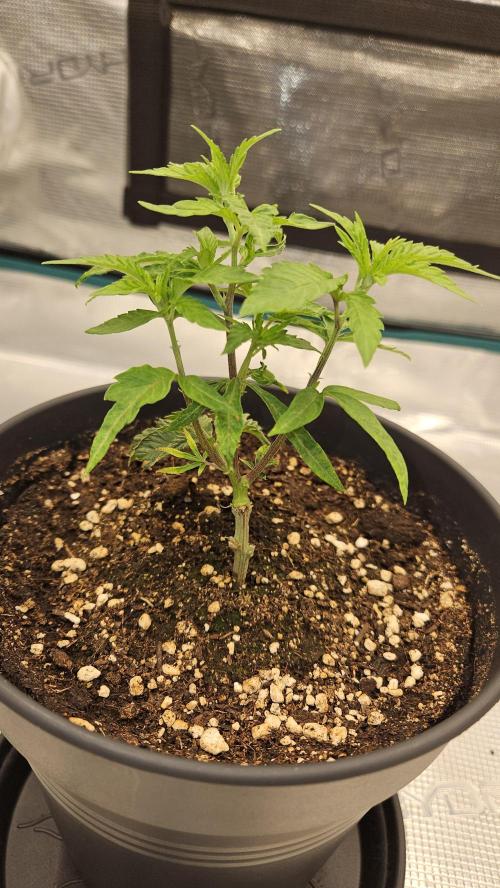 Lemon Fever: The Broken Clone Miracle. Week 3 - Massive growth! She is reaching for the stars now. 📈🌟