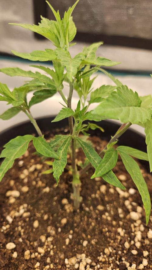 Lemon Fever: The Broken Clone Miracle. Week 3 - Zero complaints. The vitality is absolutely mind-blowing! ?✨