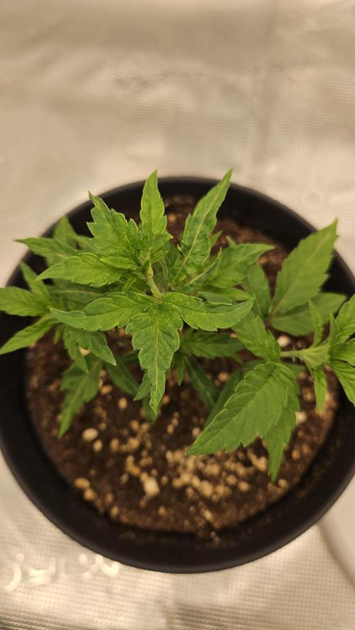 Lemon Fever: The Broken Clone Miracle. Week 3 - Bushy and strong. Ready for the big structural change! 🏛️💪
