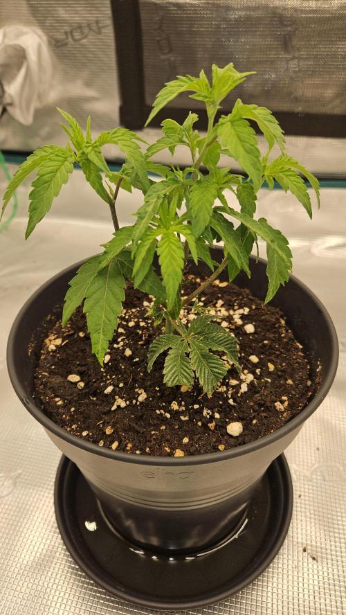 Lemon Fever: The Broken Clone Miracle. Week 3 - Insane power! Hard to believe she was almost dead. 🤯🔋