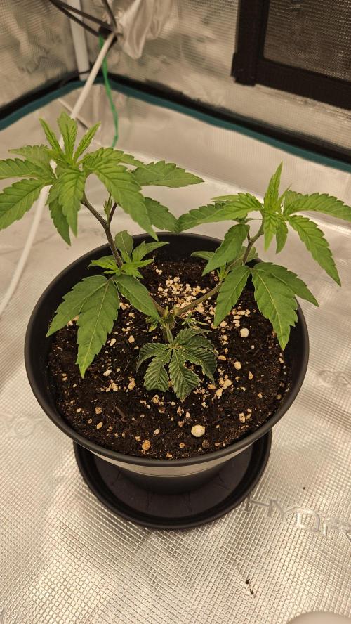 Lemon Fever: The Broken Clone Miracle. Week 3 - Weekend Topping! Finally set the stage for two mains. ✂️🌿