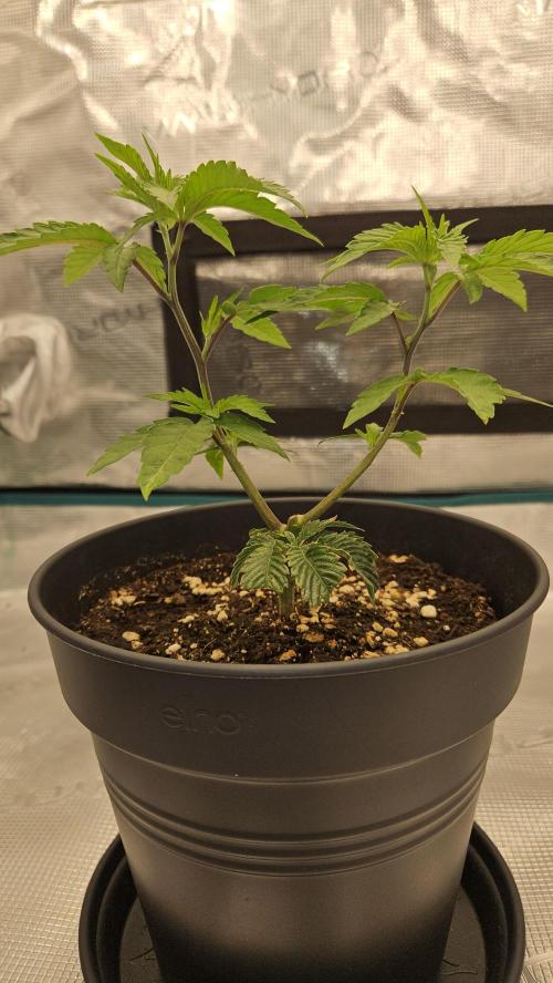 Lemon Fever: The Broken Clone Miracle. Week 3 - The perfect split. The foundation for glory is set! 🏎️💎