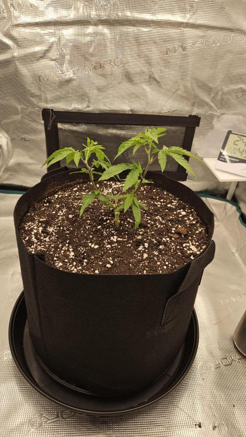 Lemon Fever: The Broken Clone Miracle. Week 4 - Moved into the final pot! Custom soil layering is ready. 🏺✨