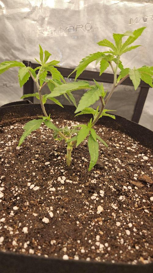 Lemon Fever: The Broken Clone Miracle. Week 4 - Securing the base. Perfect node structure starting to form. 🏗️💪